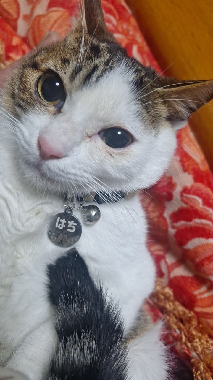 白脇動物病院