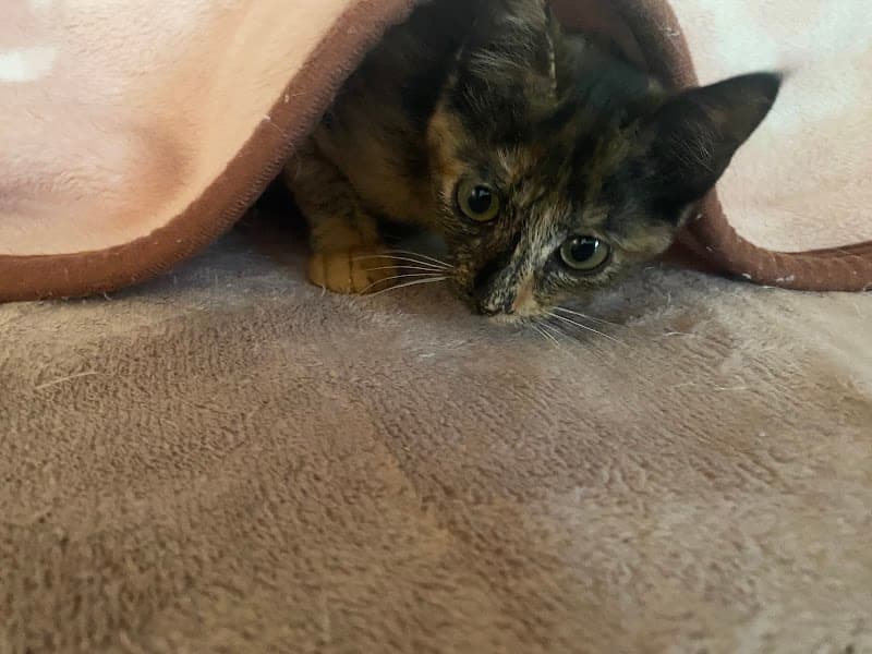 あい動物病院