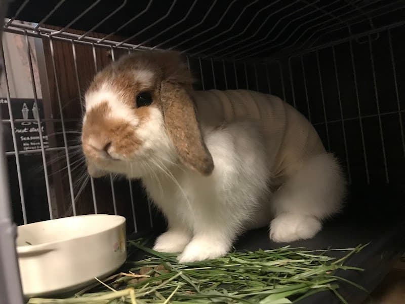 丘動物病院