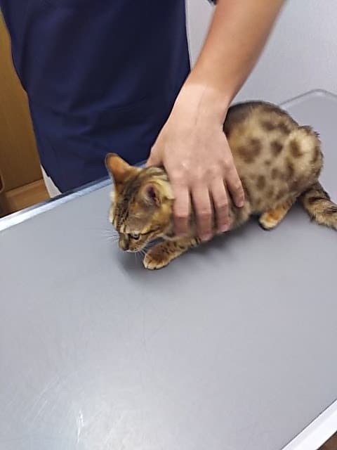 柴田動物クリニック