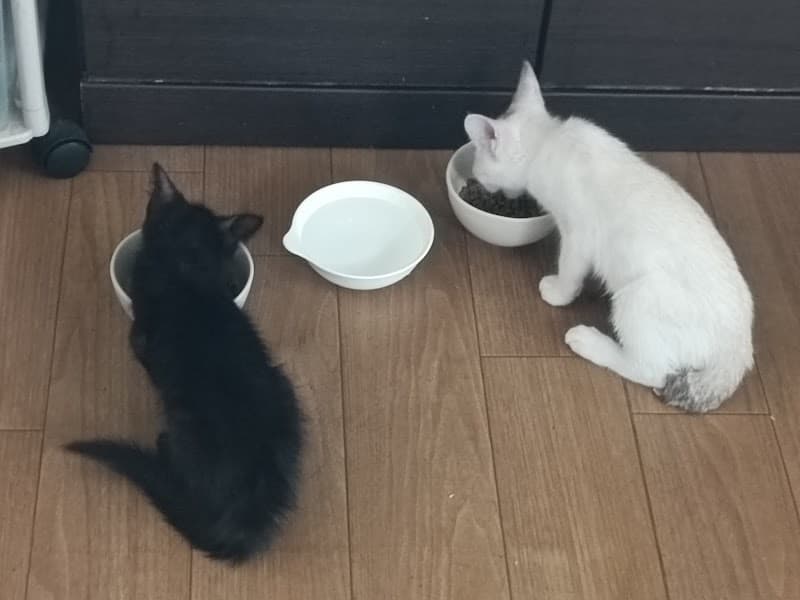 星野動物病院