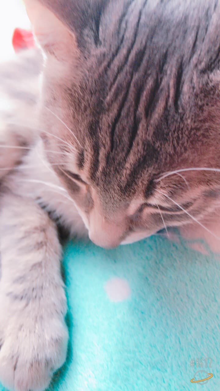 さたけ動物診療所