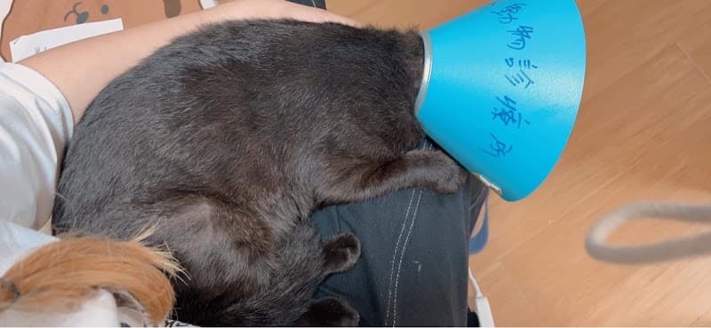 小島動物診療所