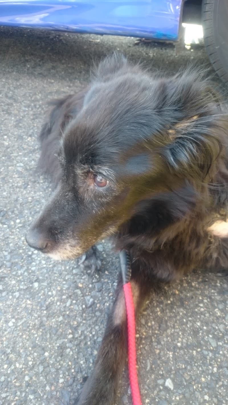 一宮西動物病院