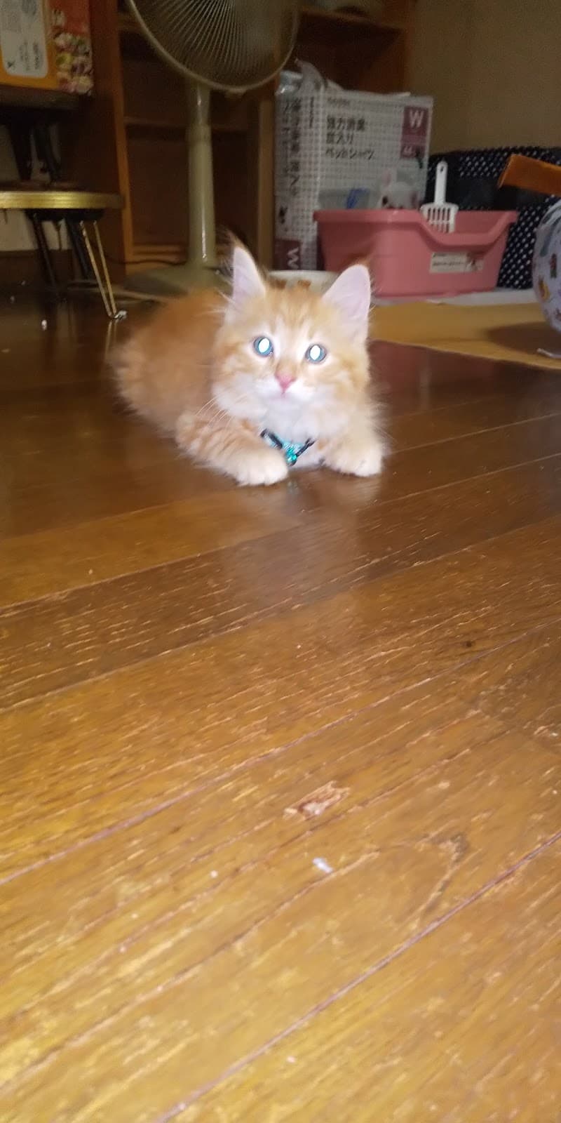 のぞみ動物病院