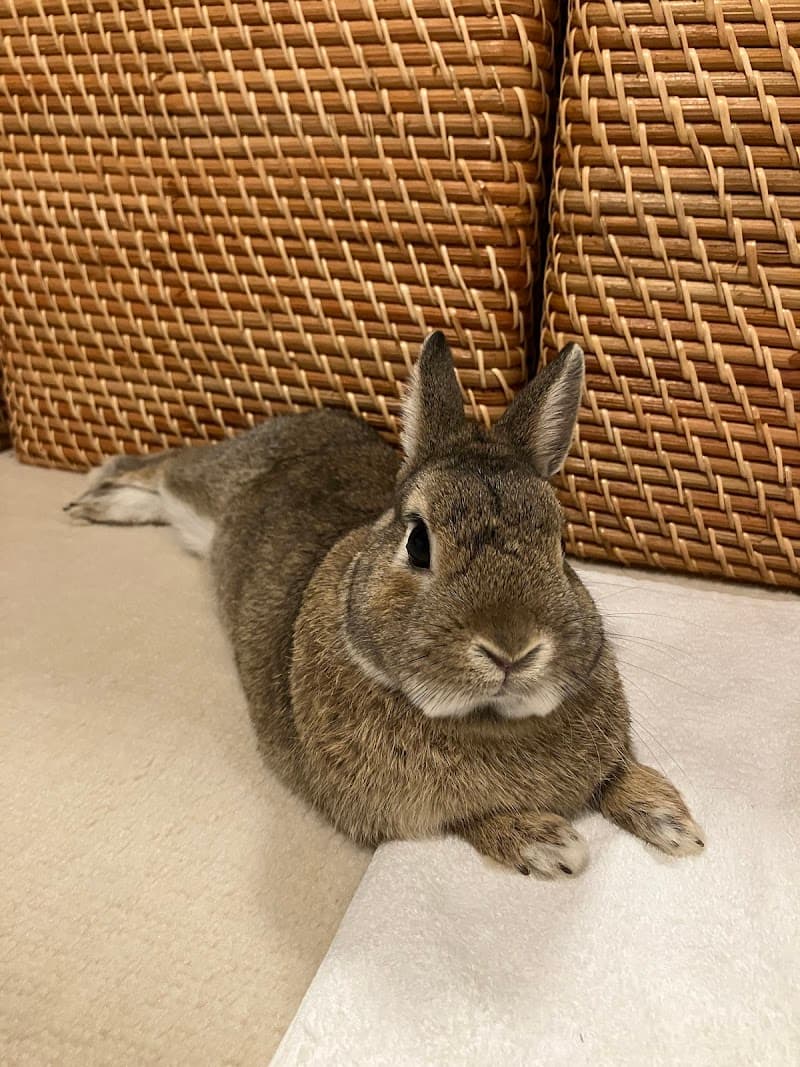 さかい動物病院