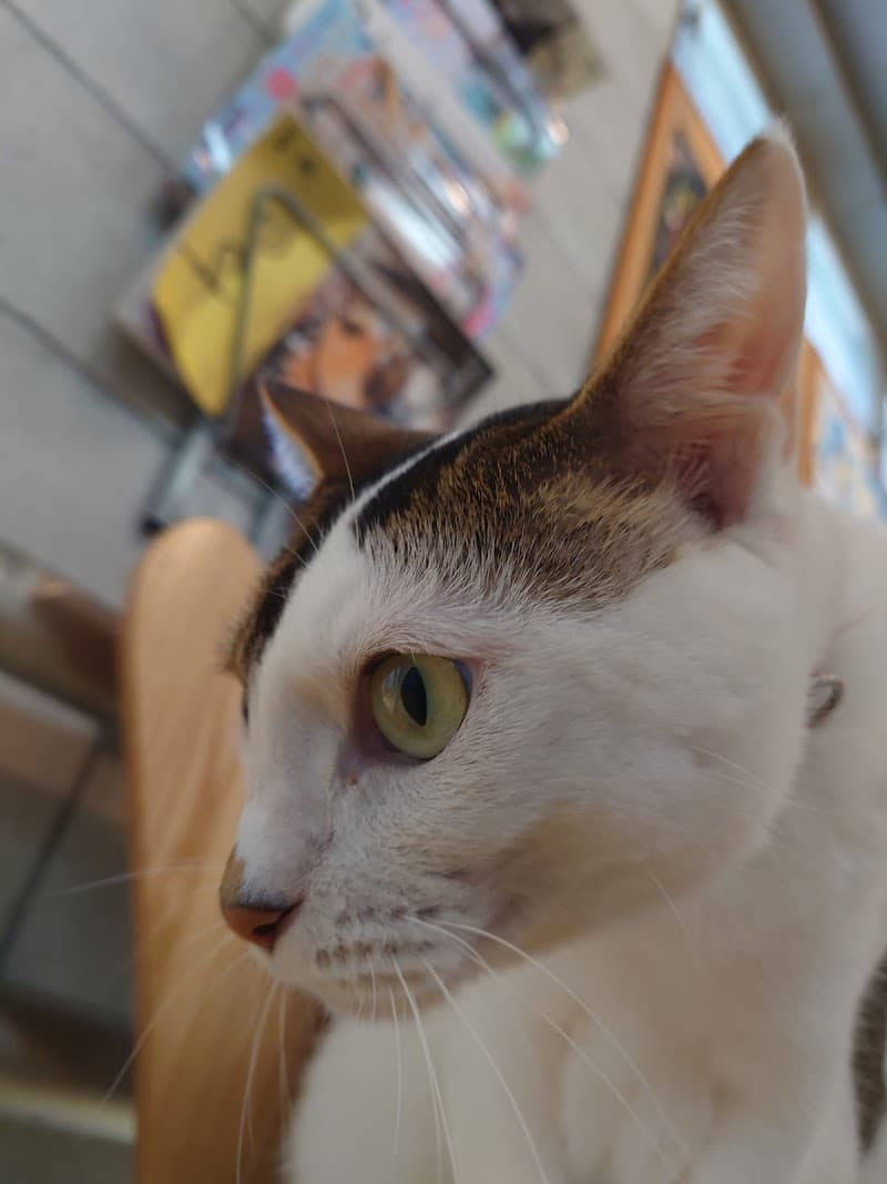 やませどうぶつ病院