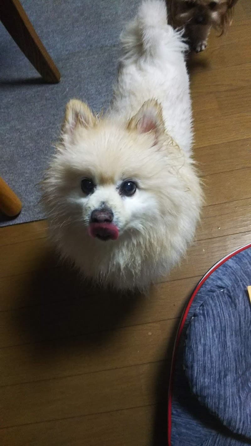 わとう動物病院