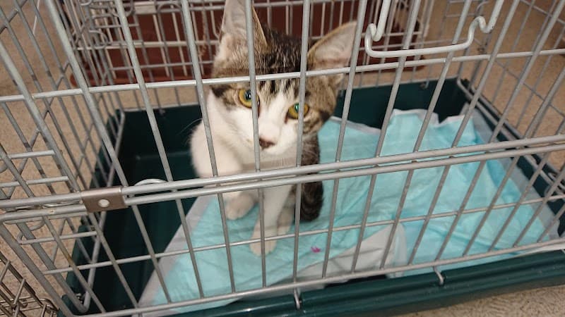 くまひげ犬猫病院