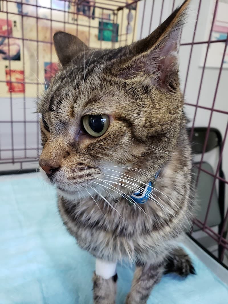 村田動物病院