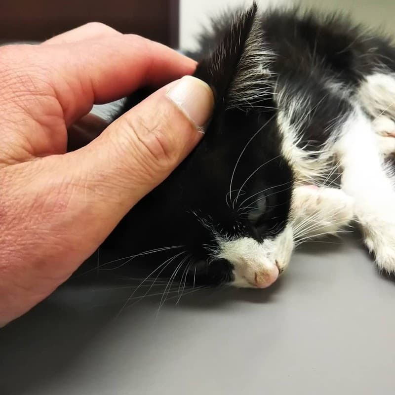 南彦根どうぶつ病院