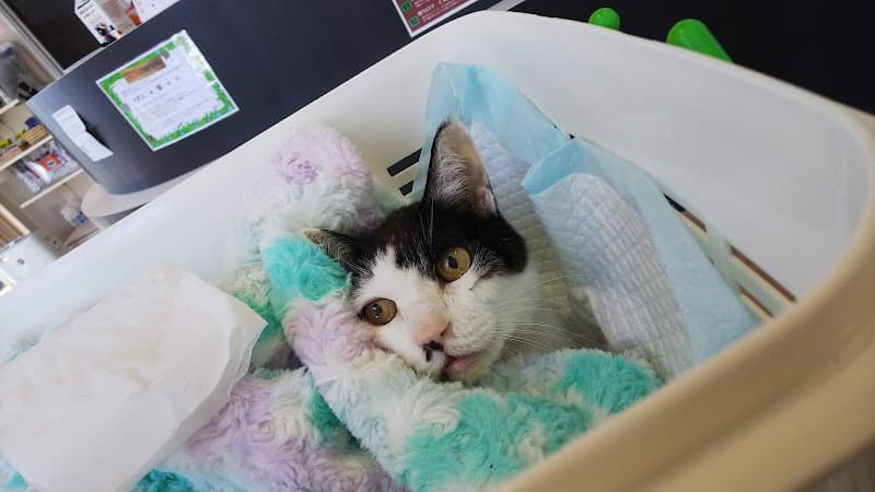 みらい動物病院
