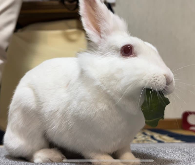 リラの木どうぶつ病院