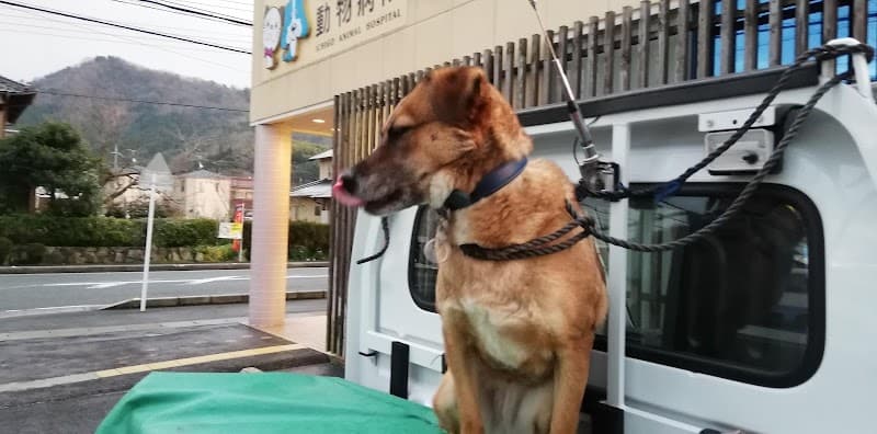 いちご動物病院