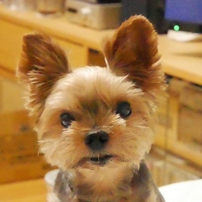 エル動物病院