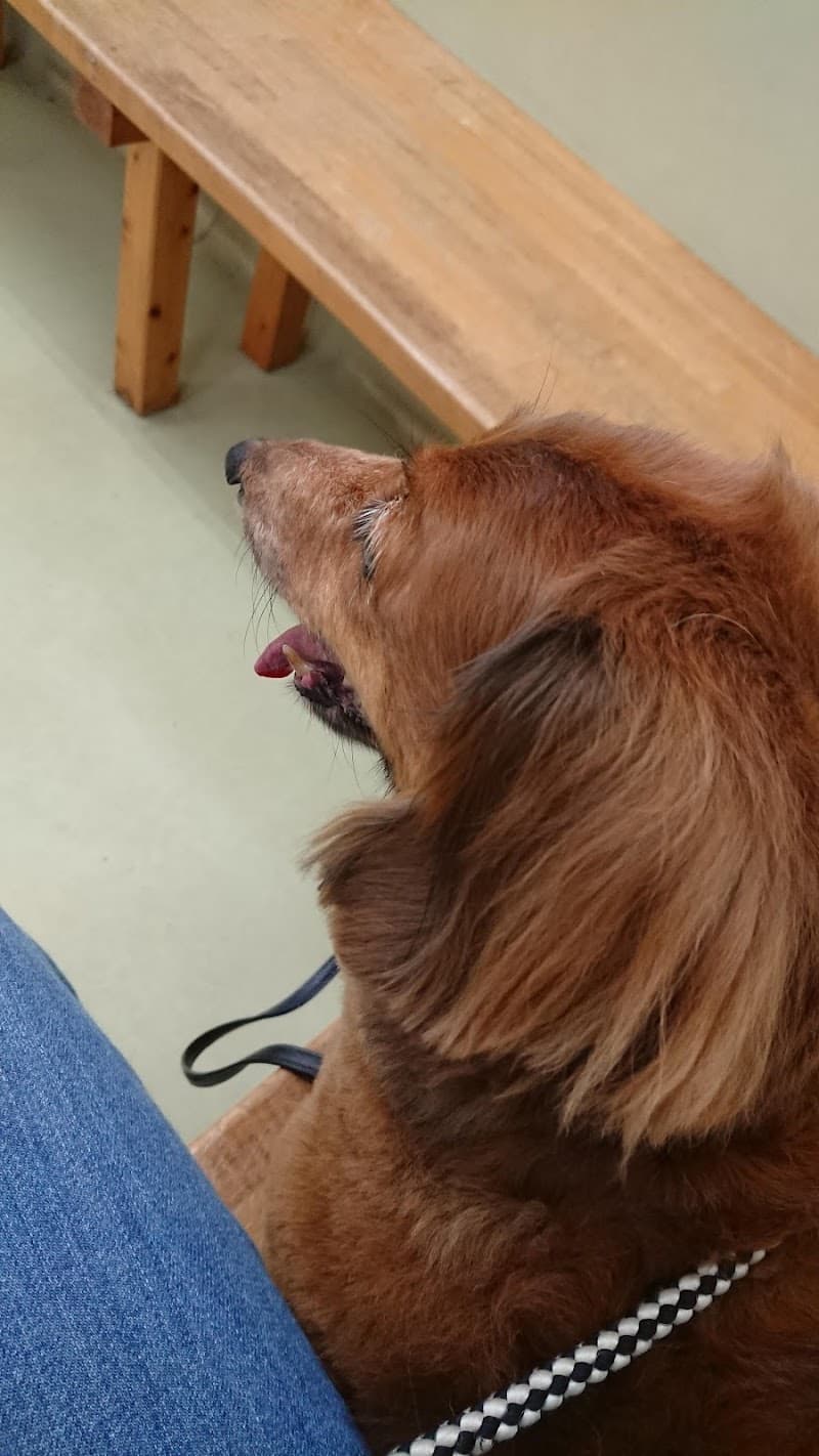 山田獣医科医院