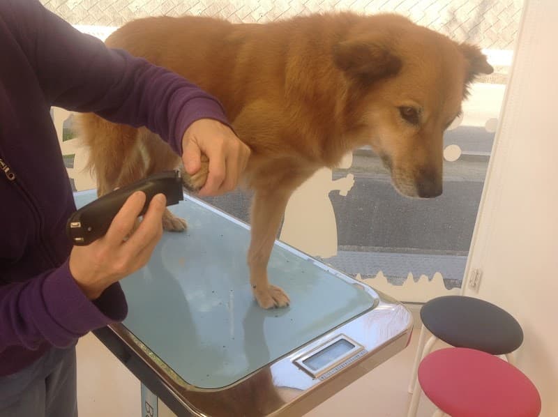 もみじ動物病院