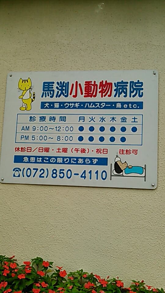 馬渕小動物病院