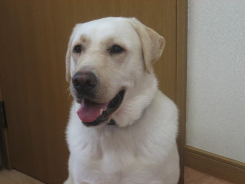 ふじむら動物病院