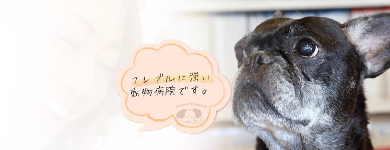 しもむら動物病院