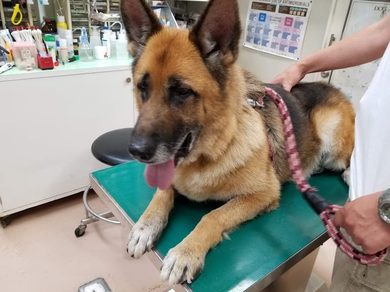 和田山動物病院