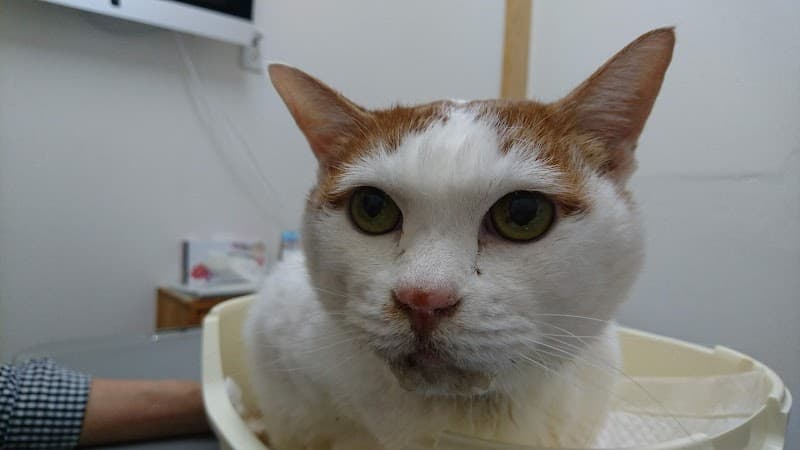 ボンド動物病院