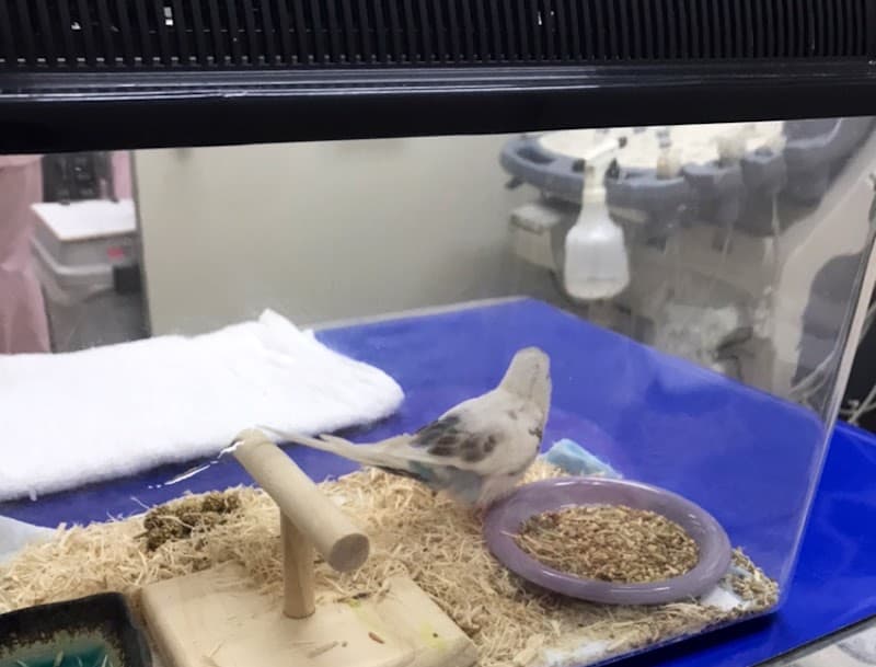 ひっぽ動物病院