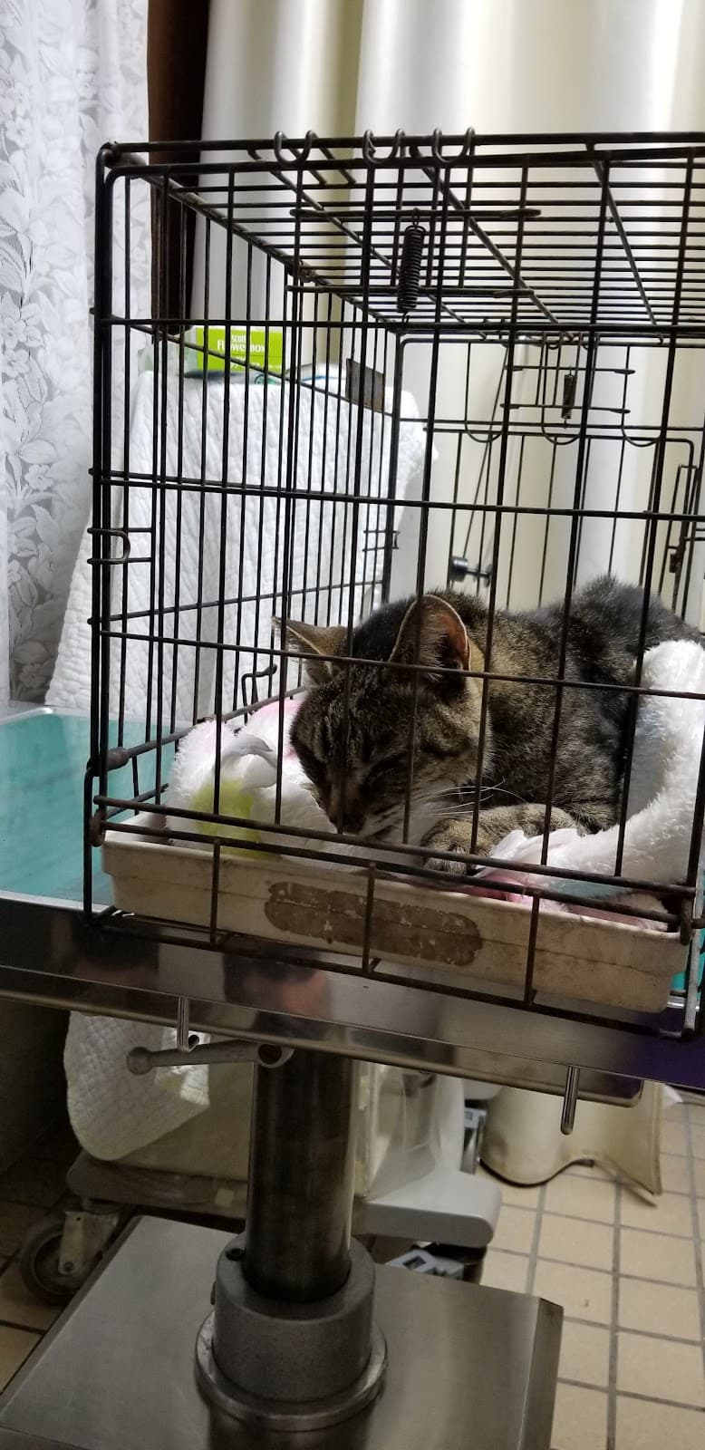 中山寺動物医院