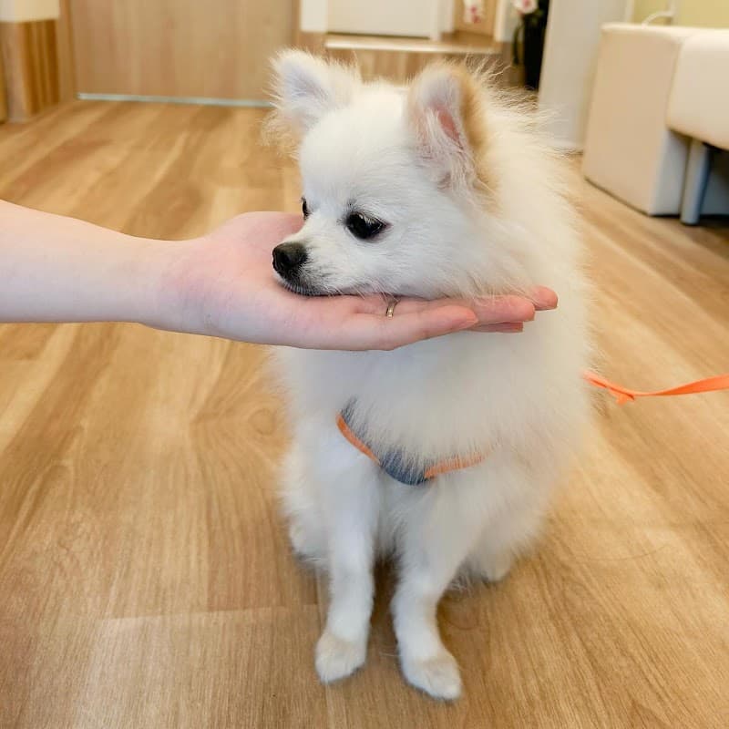 明石むかい動物病院