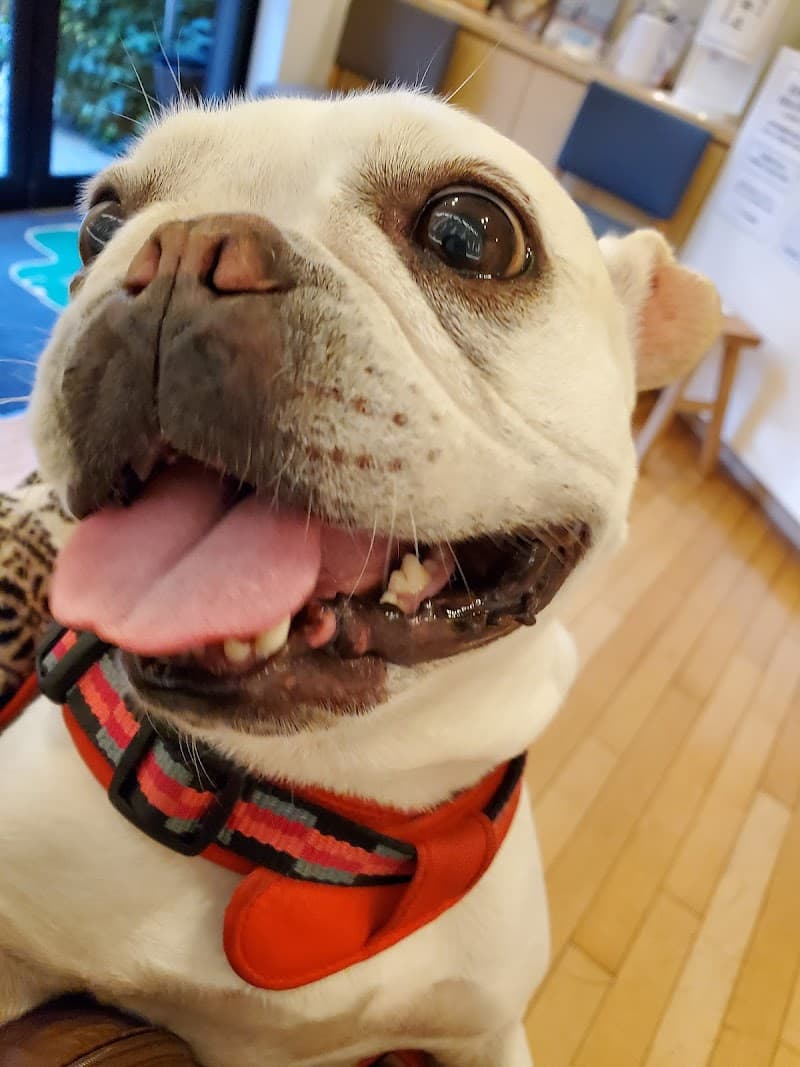 よねとみ動物病院