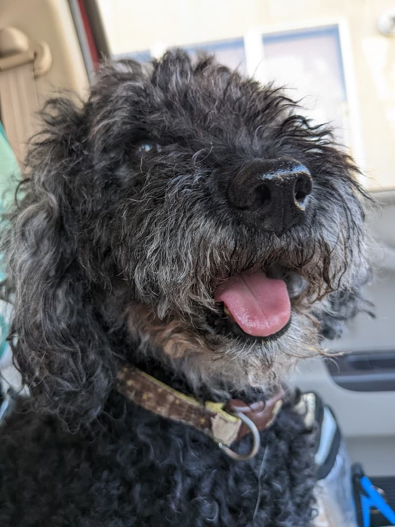 しばざくら動物診療所