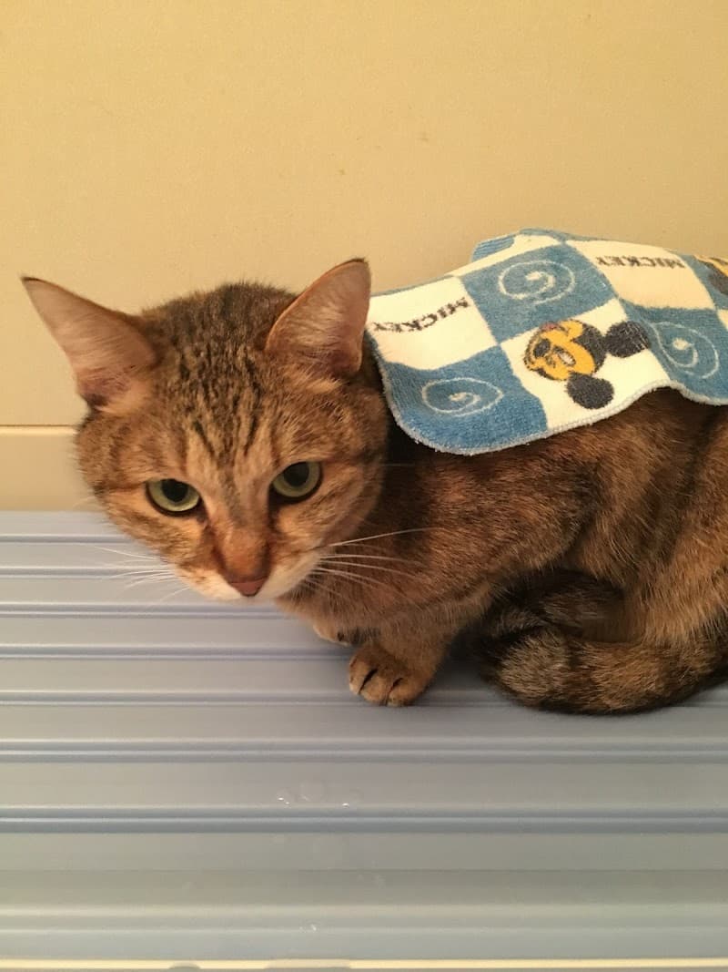 ながいどうぶつ診療所