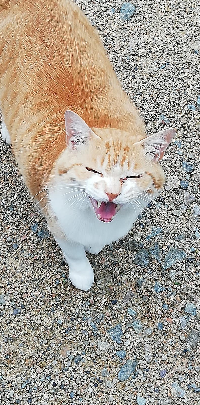 めぐり獣医科