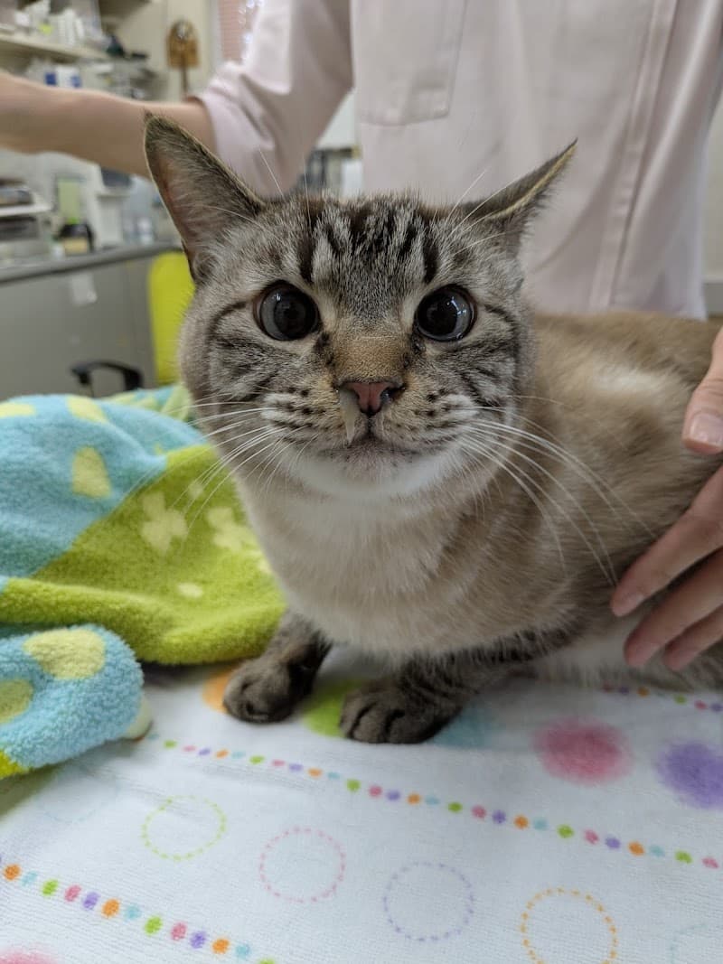 うぐいすの森動物病院