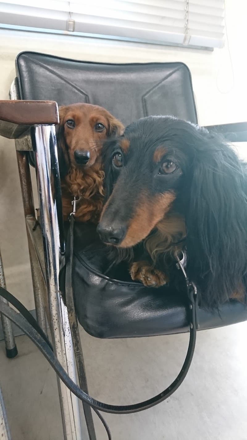 江井島動物病院