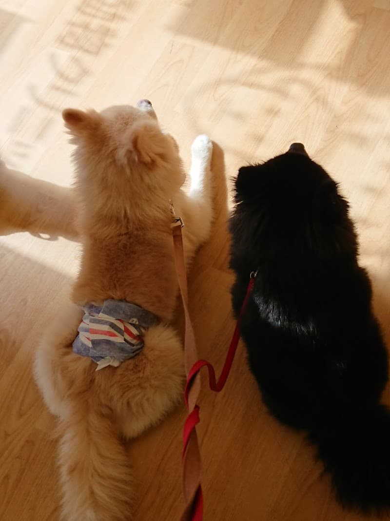 ひめ動物クリニック