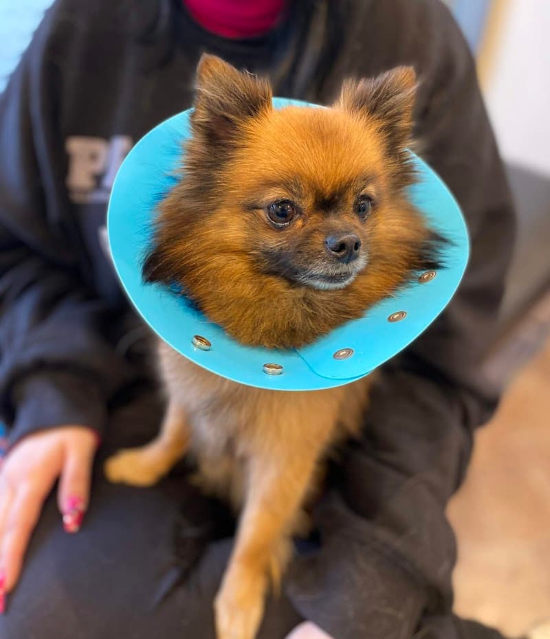 らいおん動物病院