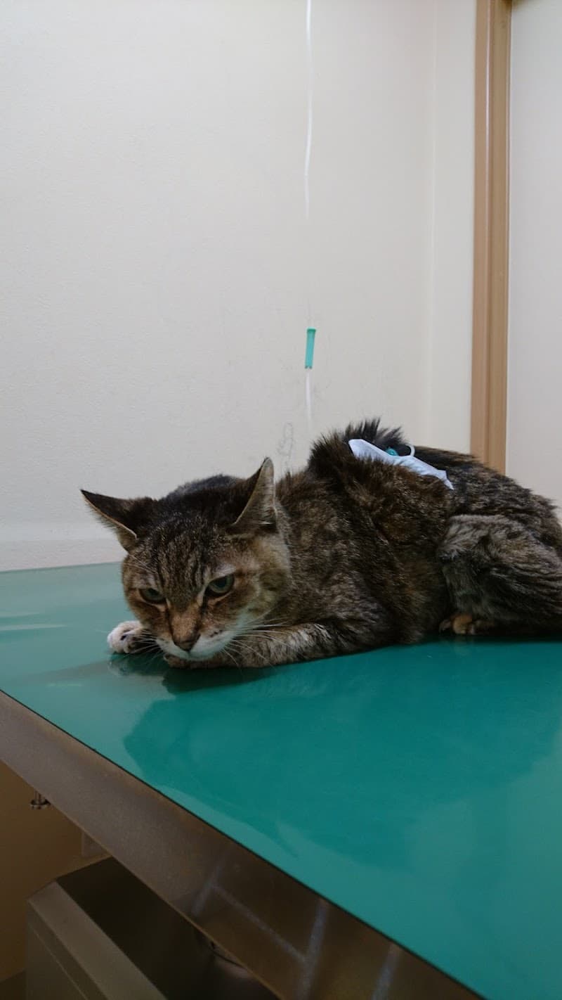 井吹台動物病院