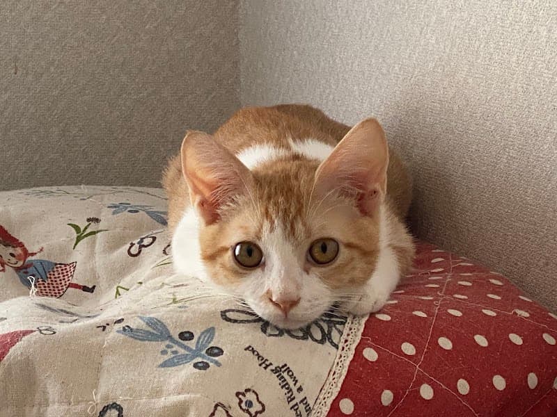 アンジェ動物病院