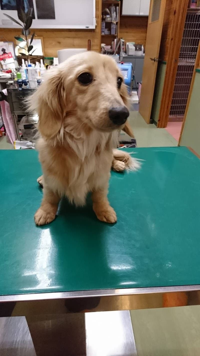 三郷どうぶつ病院