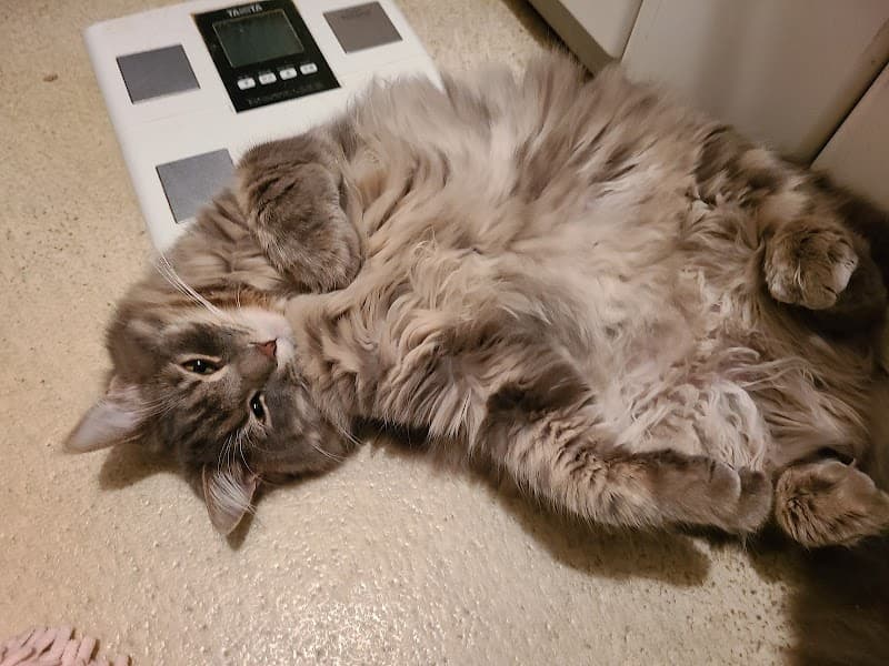 チカワ動物病院