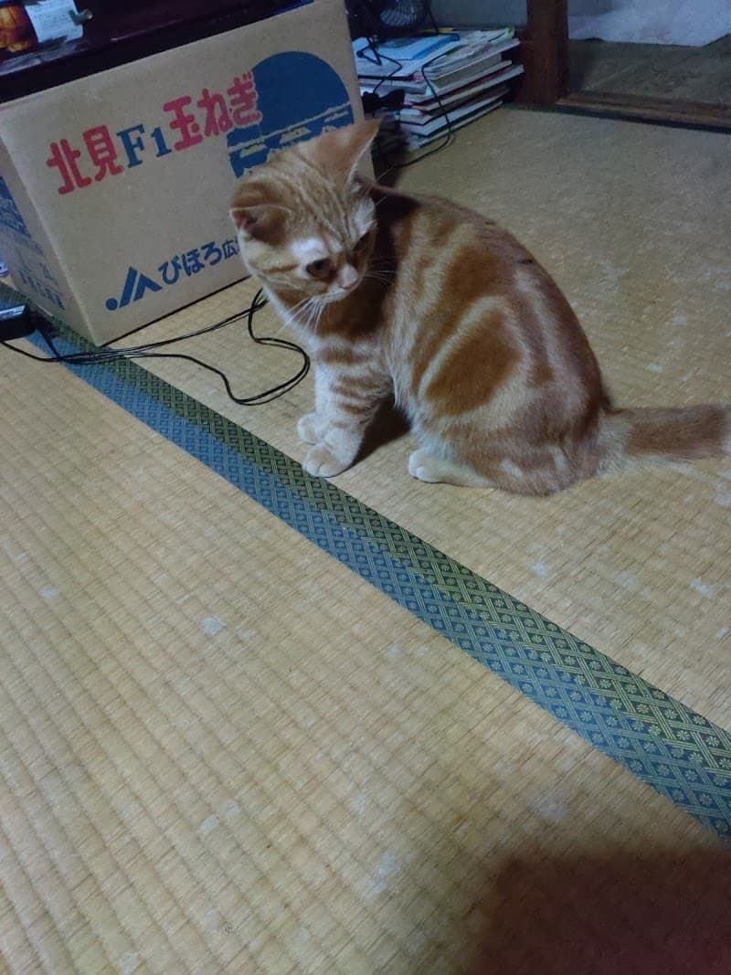 クロキ動物病院