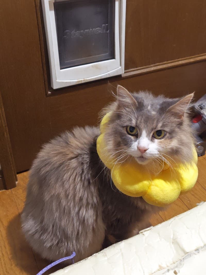 よつば動物病院