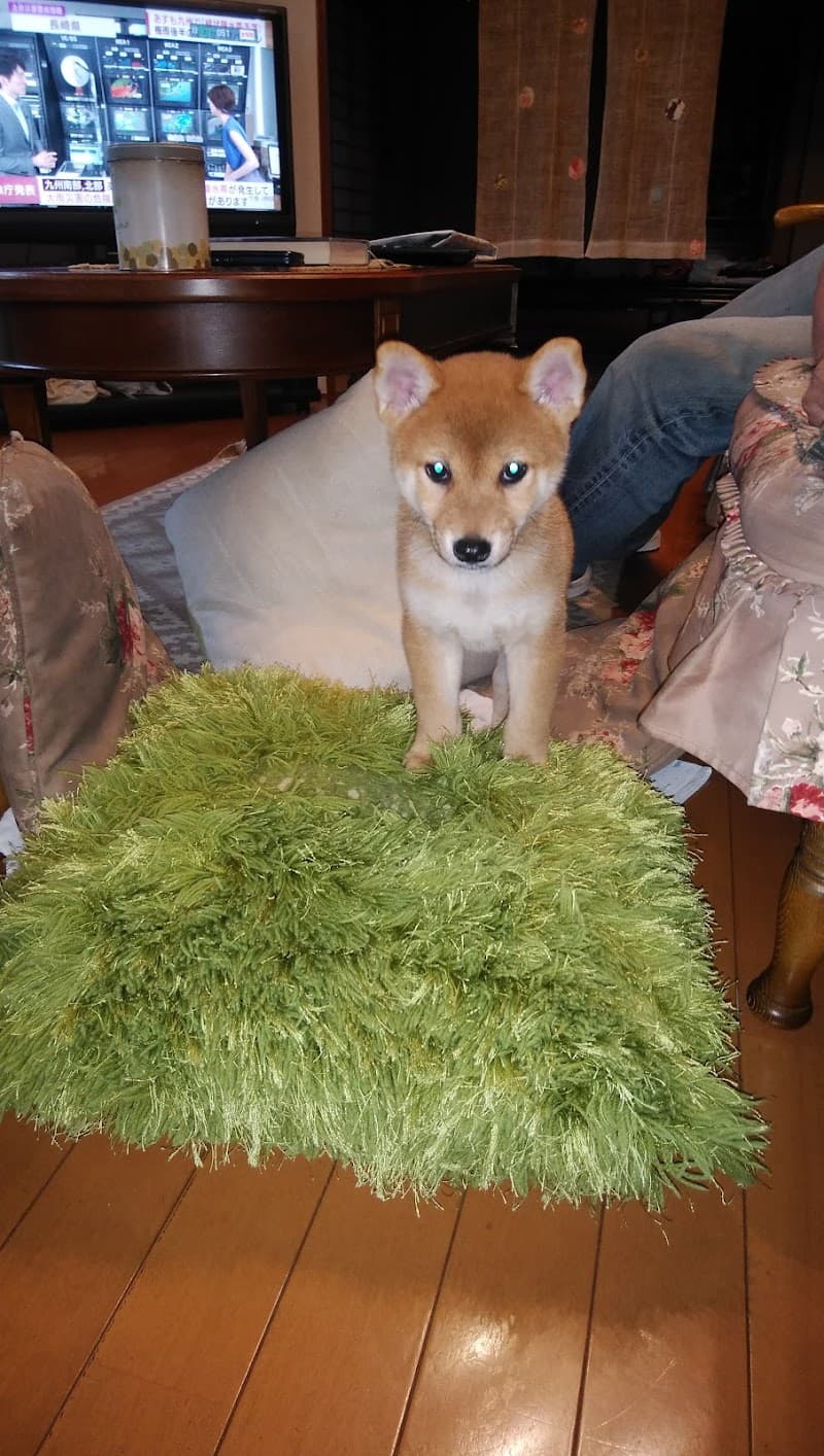橋本小動物病院
