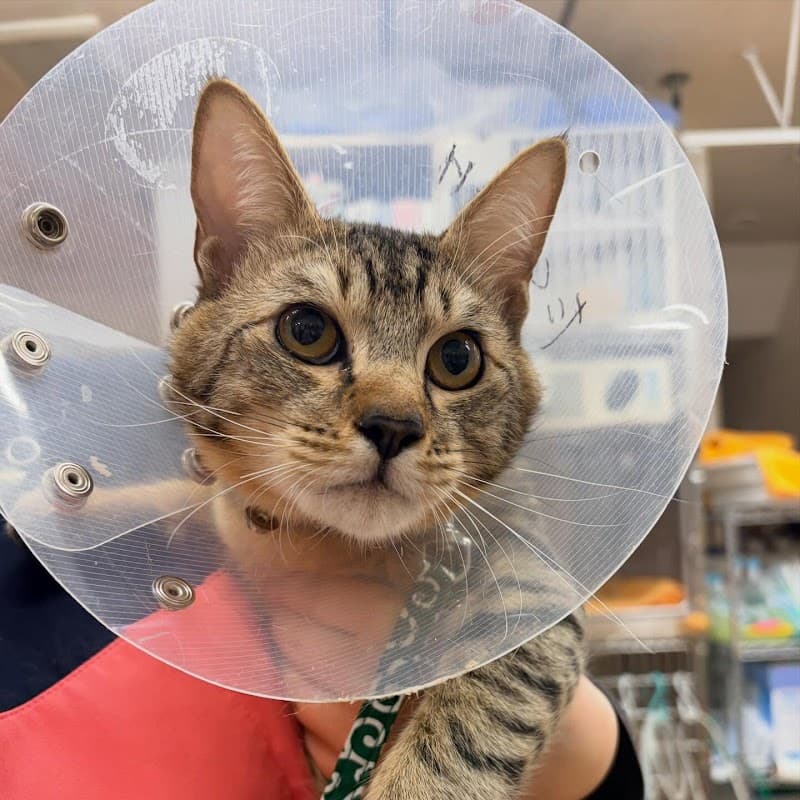 たくら動物病院