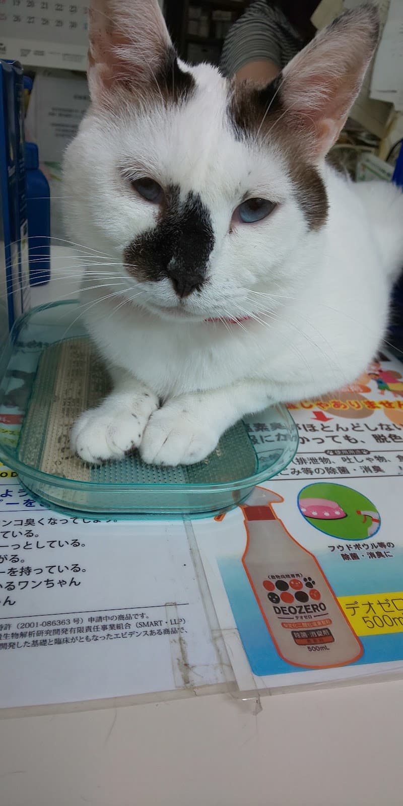 萌動物病院