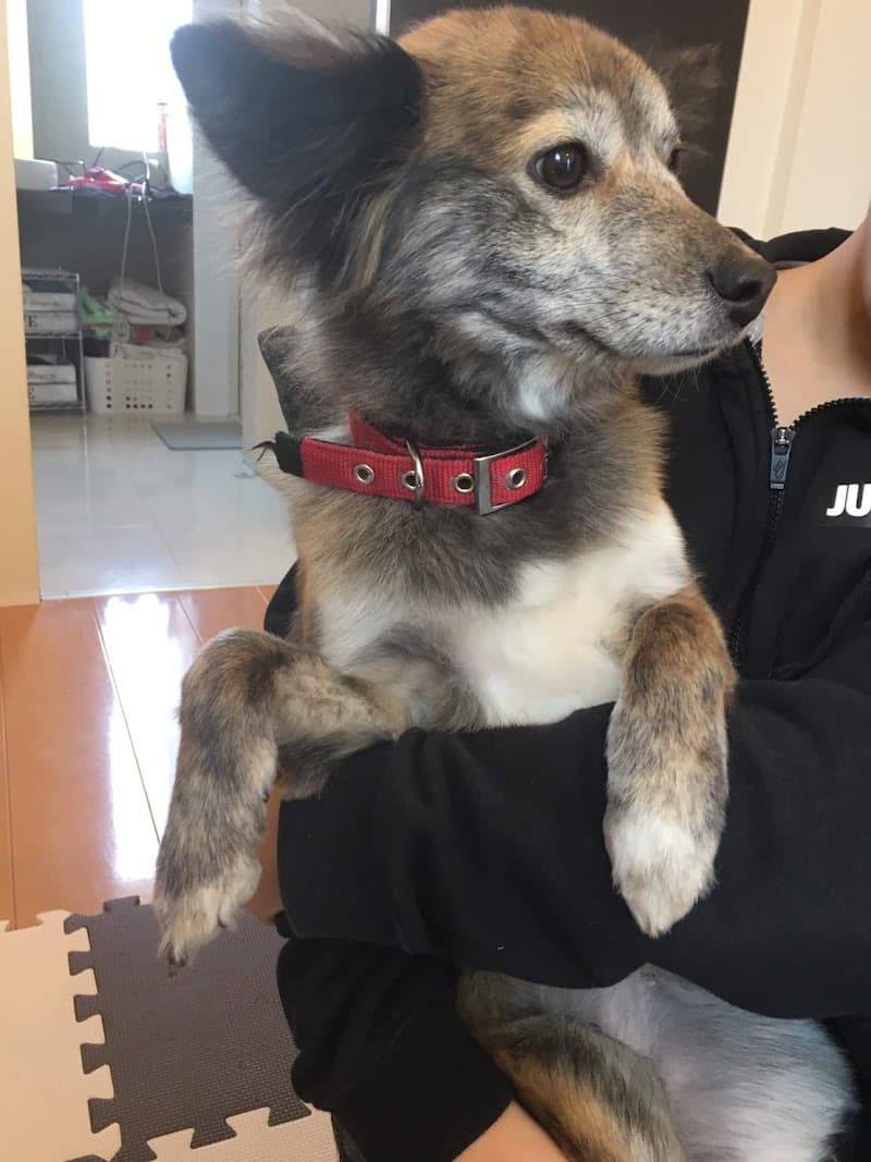 たかはしペットクリニック