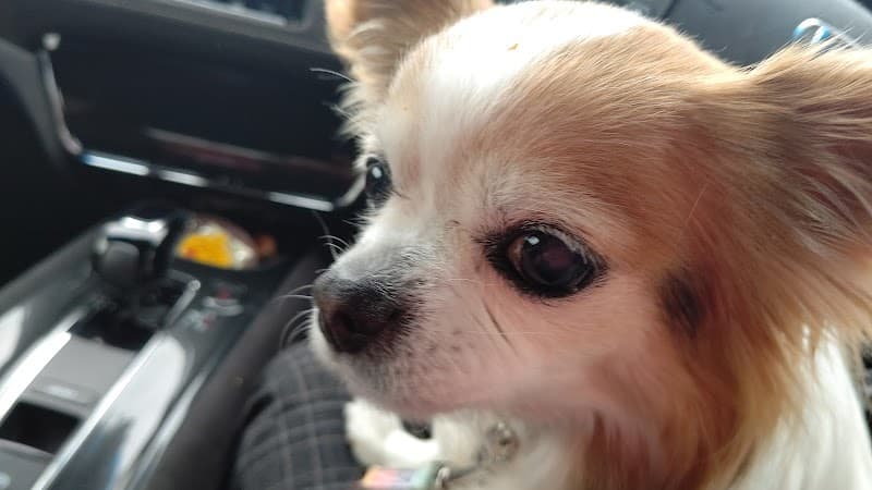 森崎動物病院