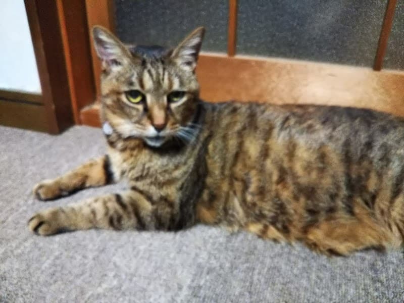 小豆島動物病院