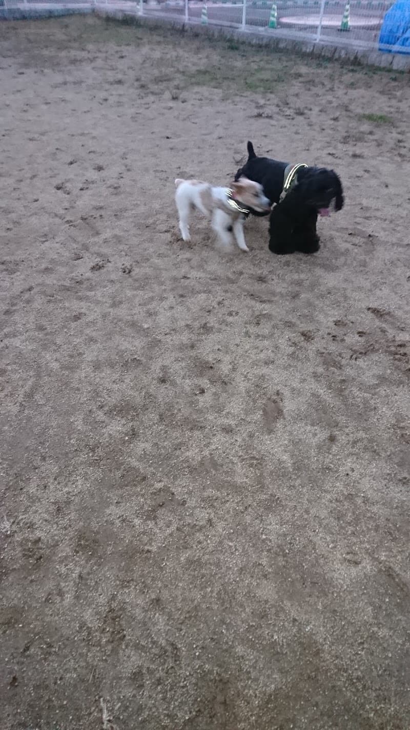 やまと動物病院